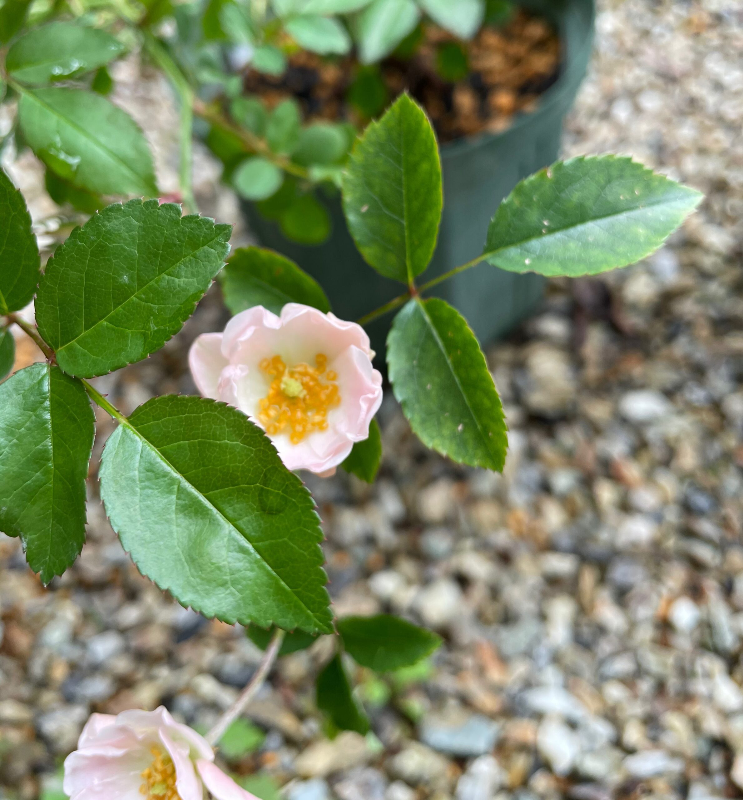 消毒が少なかったバラから害虫スリップスを発見 秘密の花園 バラがすき