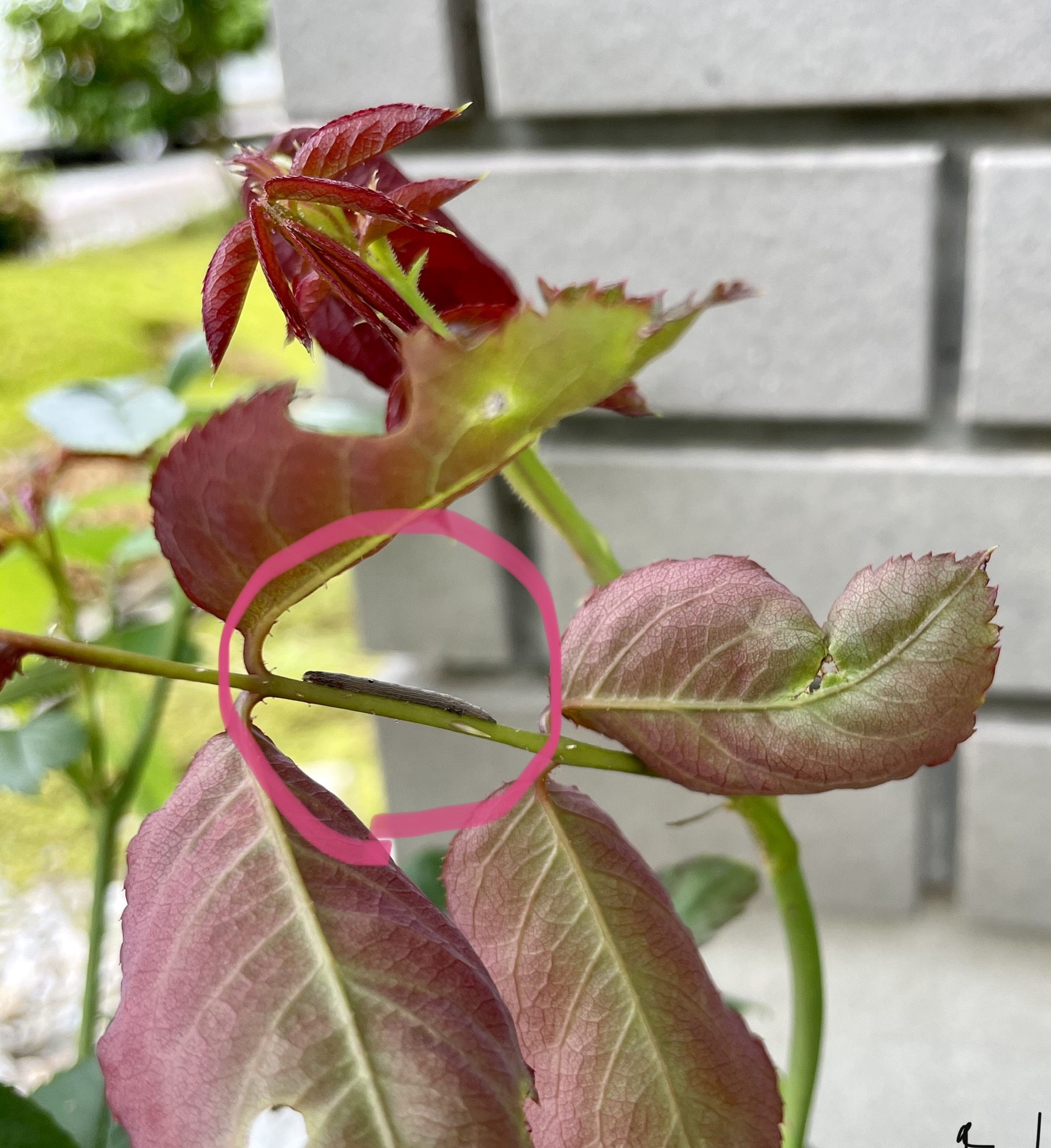 バラにいた虫はホソオビアシブトクチバ 秘密の花園 バラがすき